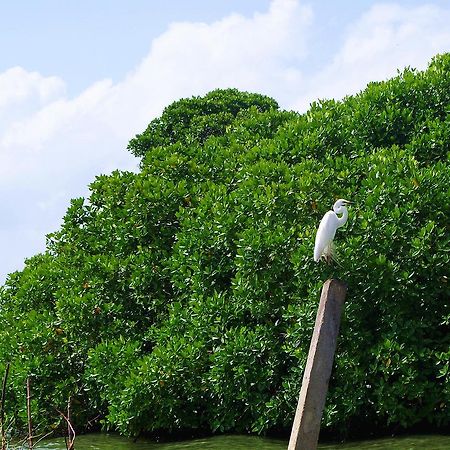 Villa Eco Green Negombo Ngoại thất bức ảnh