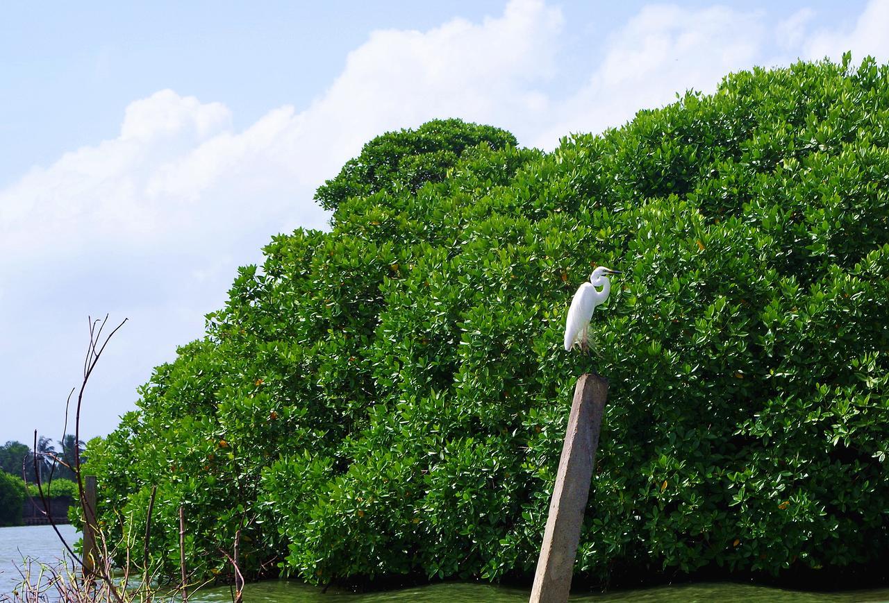 Villa Eco Green Negombo Ngoại thất bức ảnh